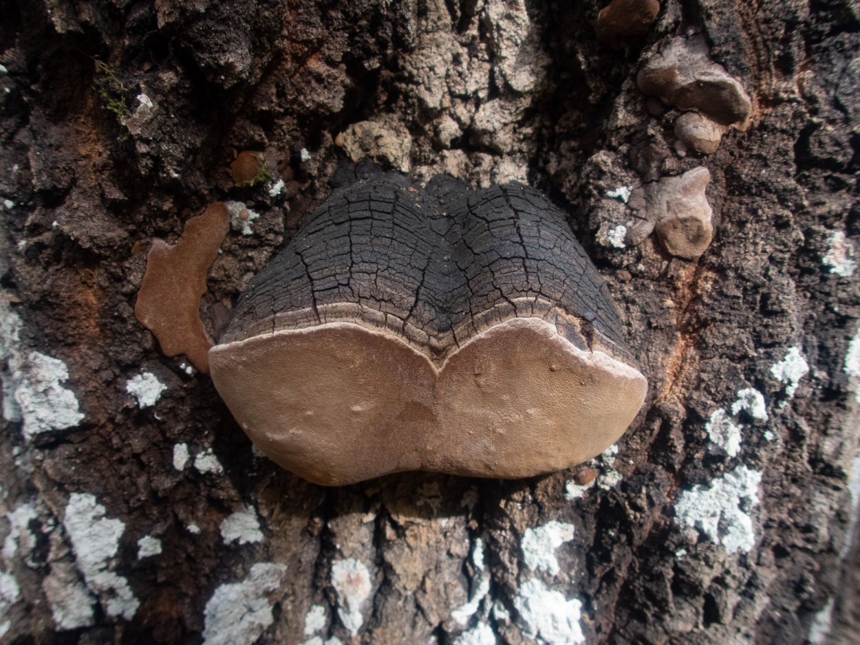 Phellinus populicola