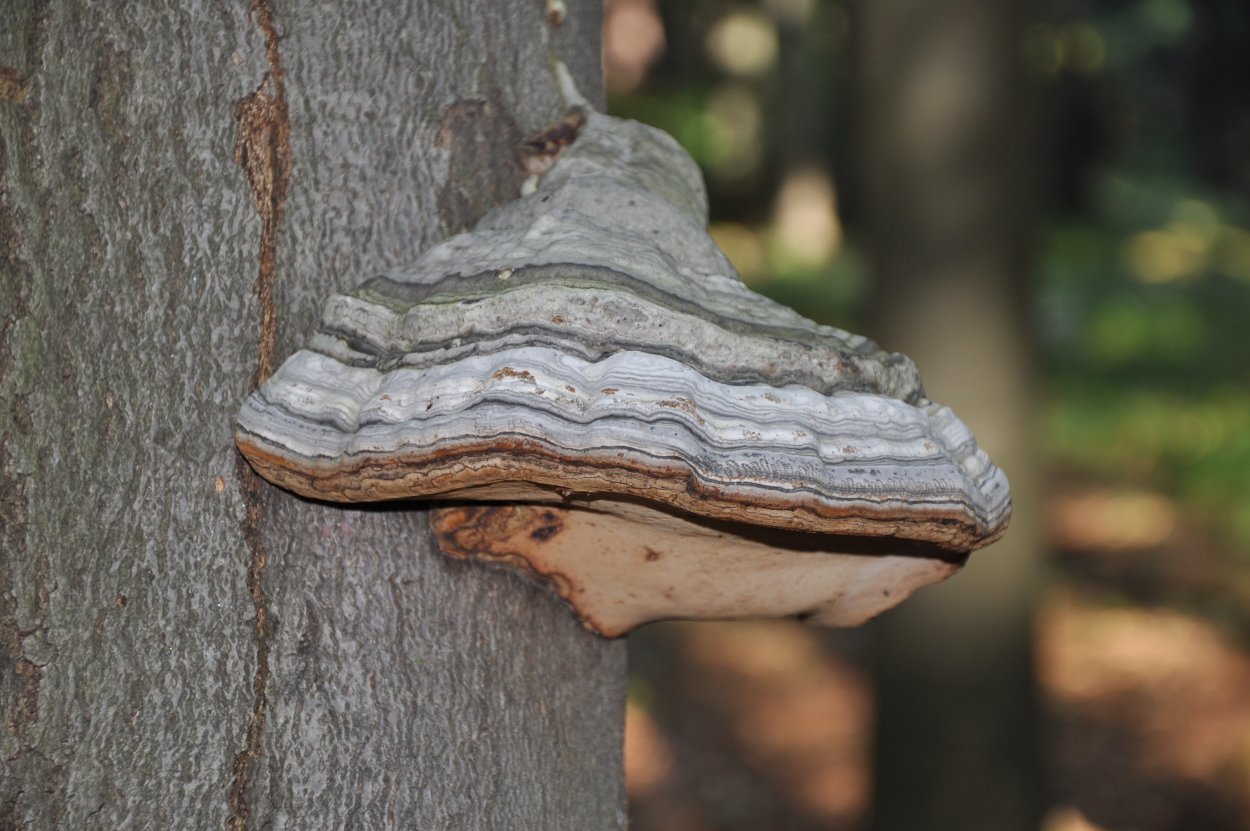Внешний вид и поперечный срез fomes fomentarius l. Gill.