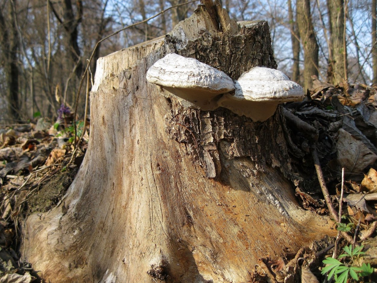 Трутовики на Старом пне в лесу фото