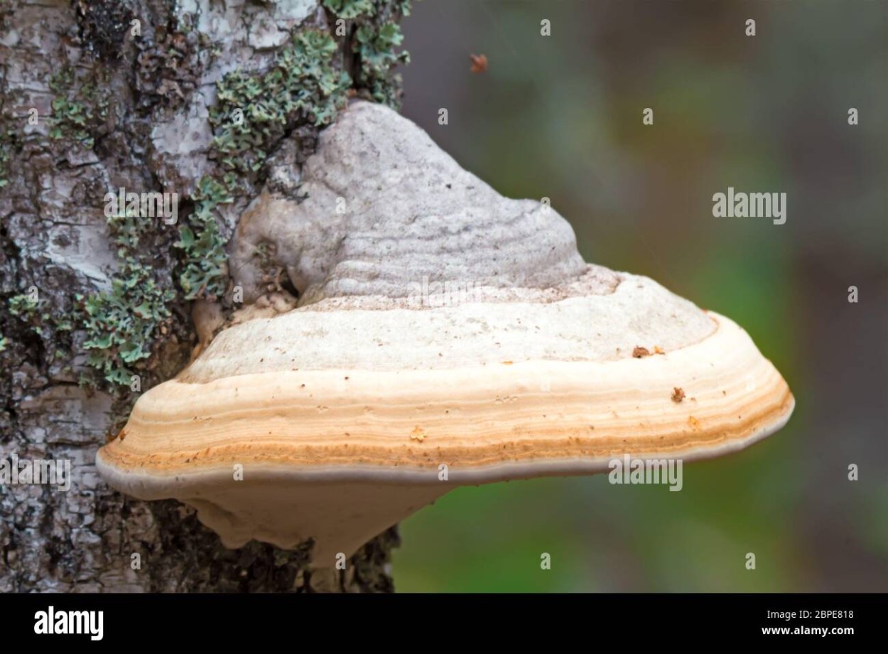 Трут береза