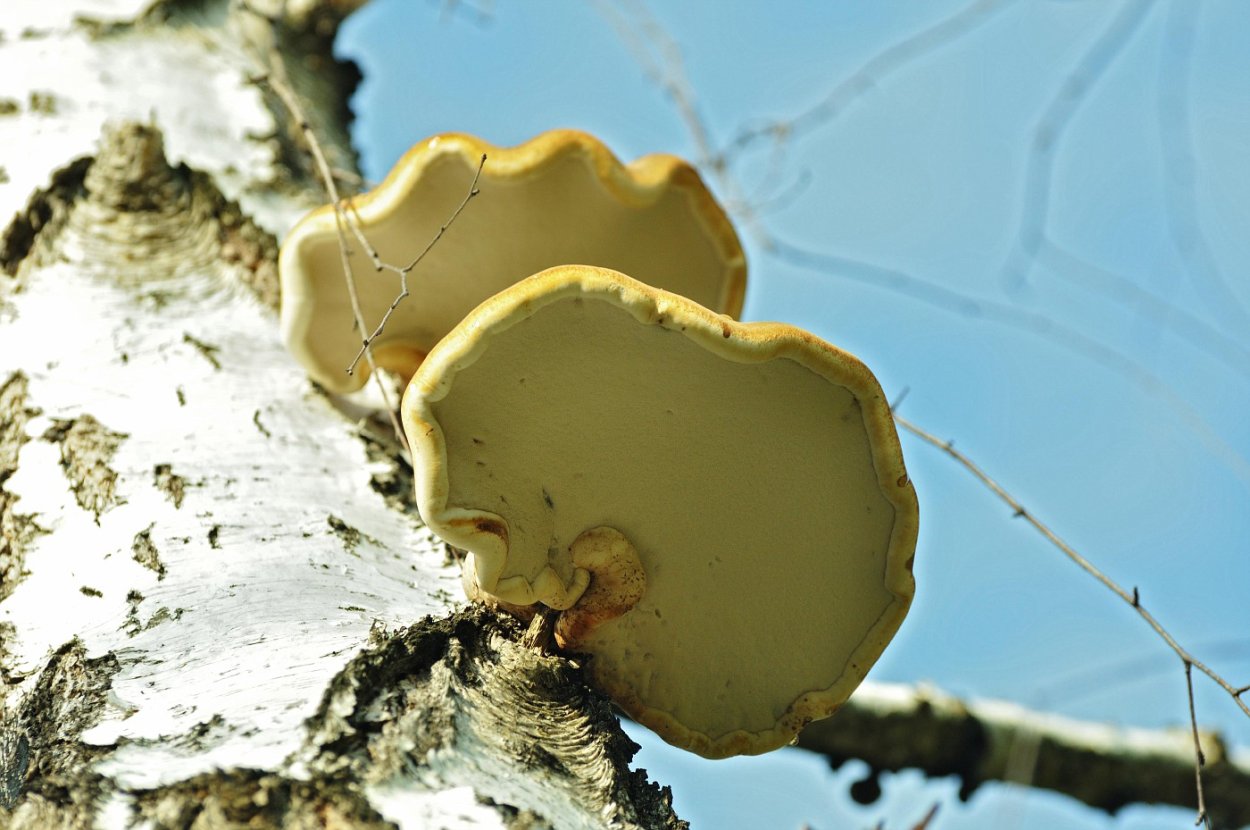 Трутовик берёзовый