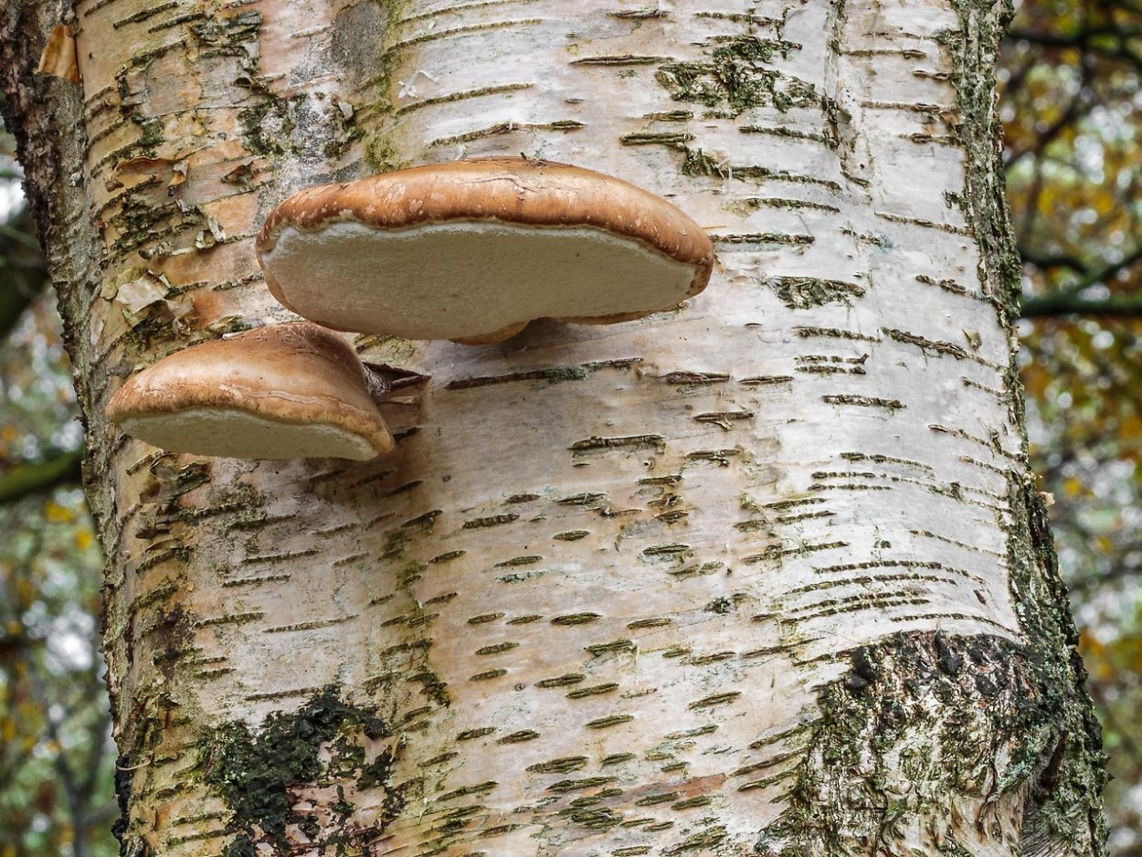 Трутовик берёзовый