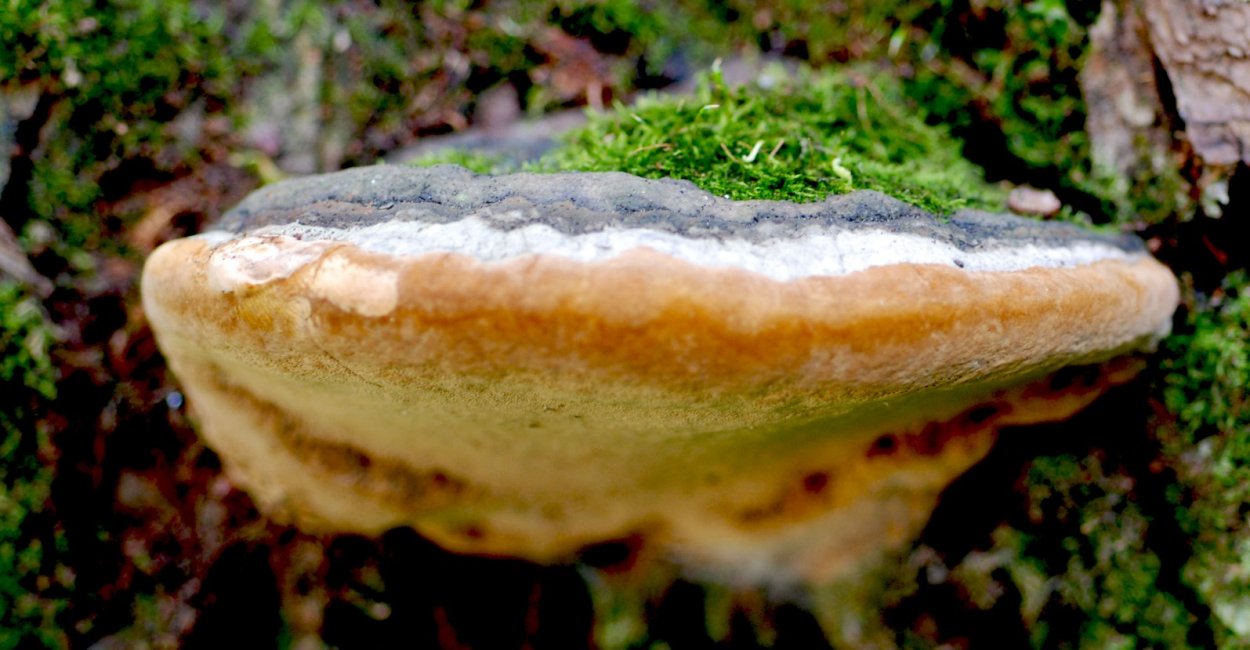 Phellinus igniarius