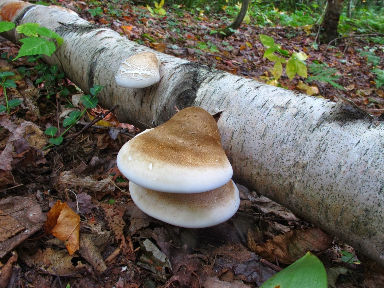 Piptoporus betulinus