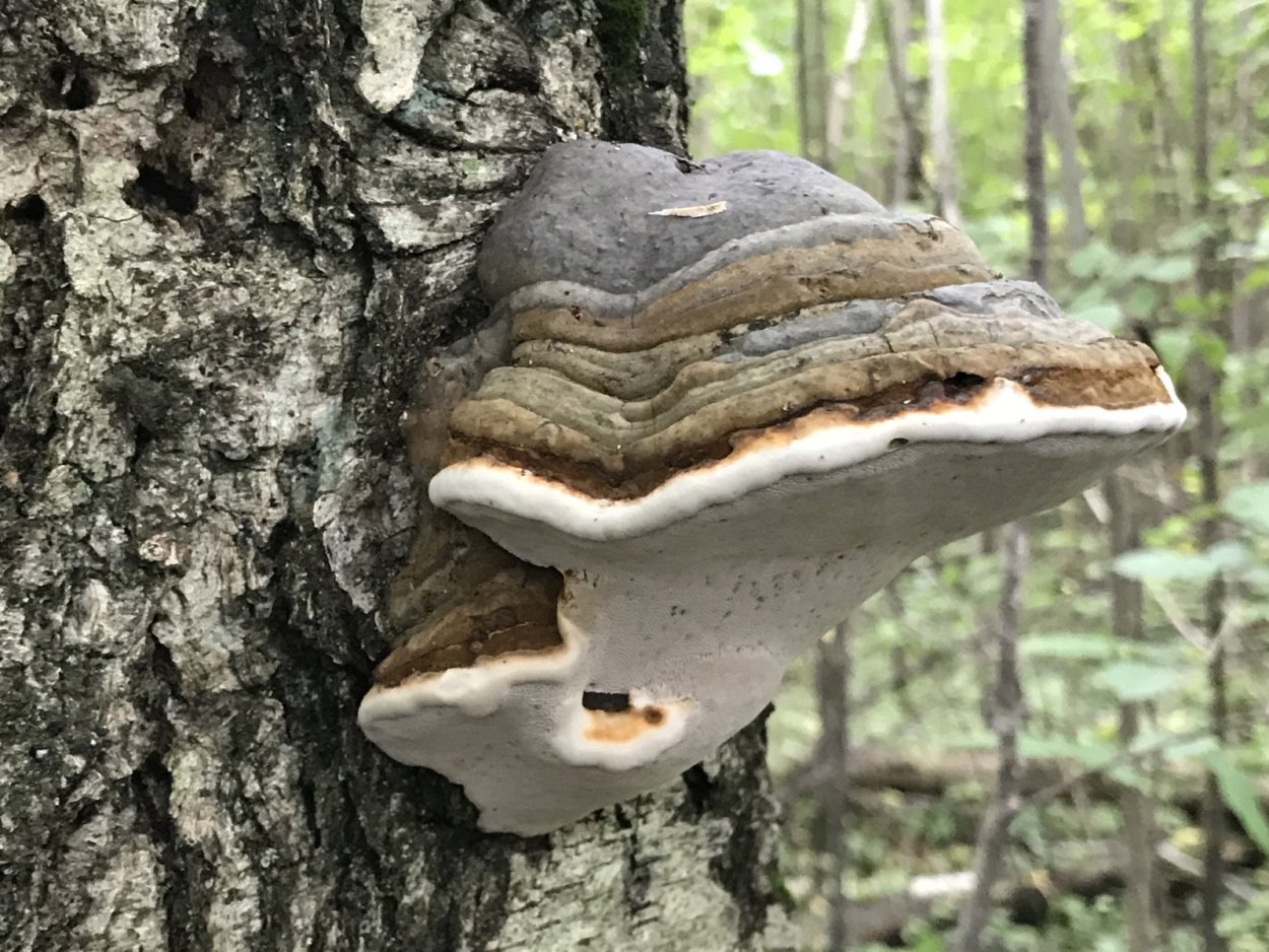 Трутовик Гартига