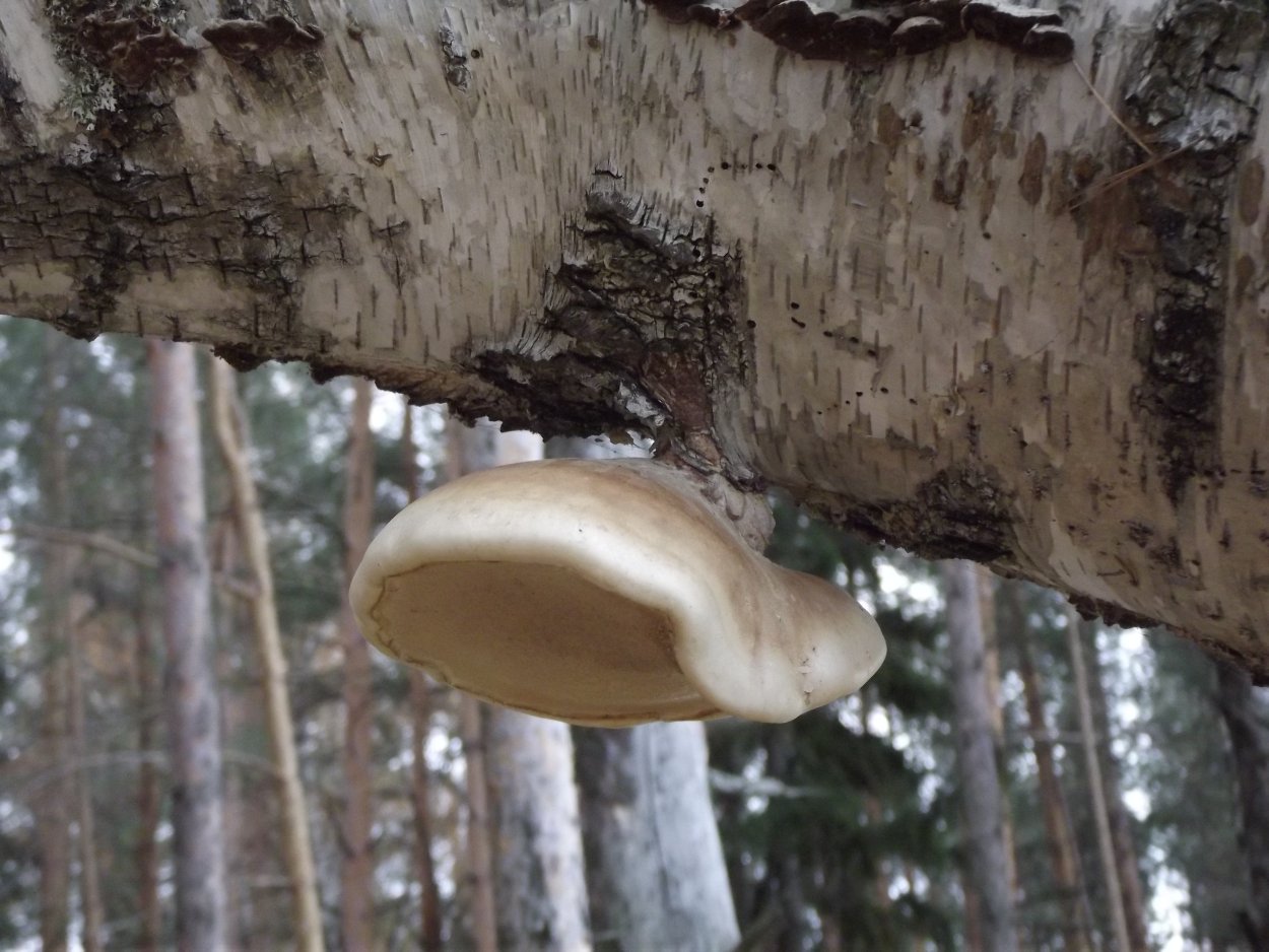 Трутовик ложноберезовый