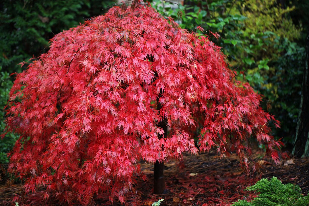Клен Acer palmatum Atropurpureum