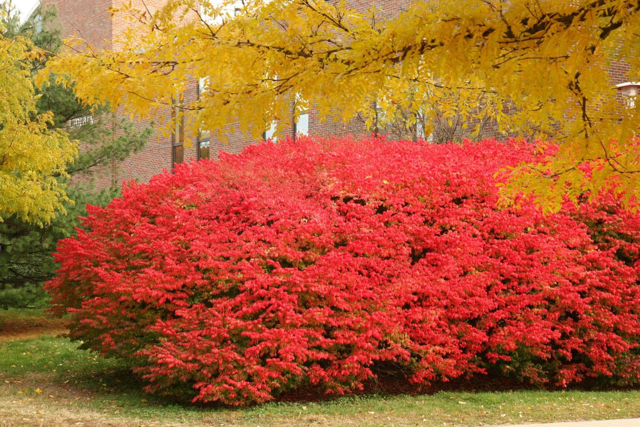Бересклет крылатый Европейский