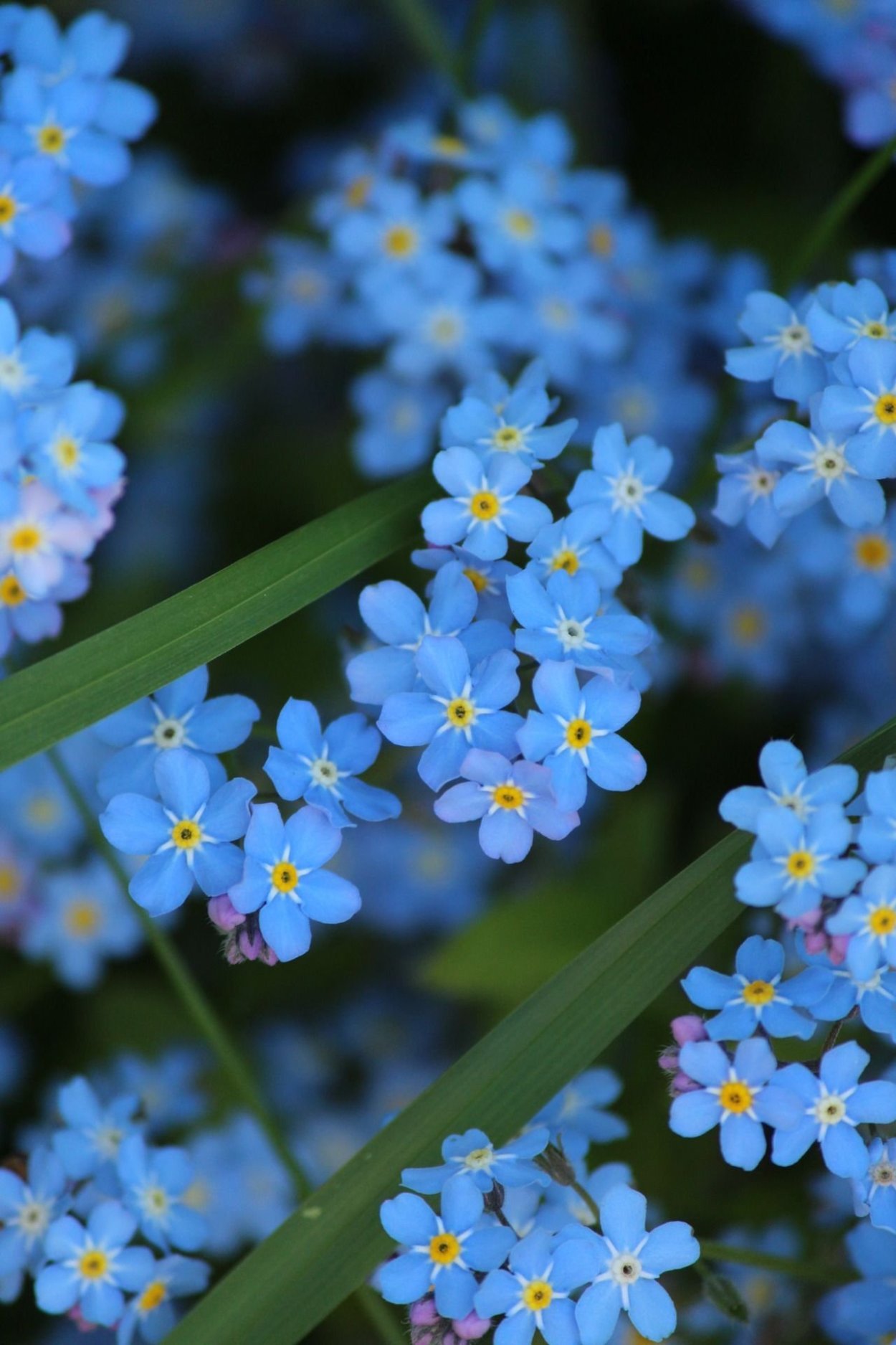 Незабудка Полевая (Myosotis arvensis)
