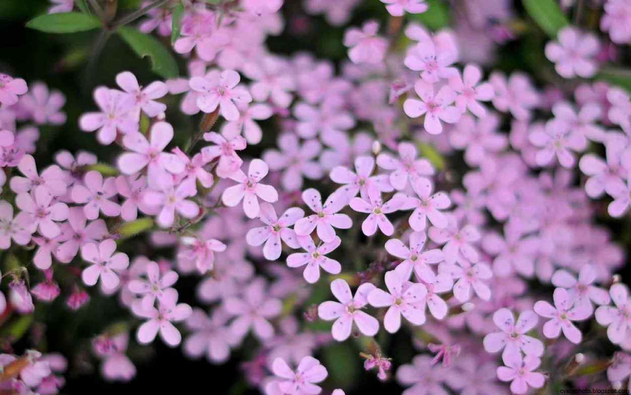 Мелкие цветы