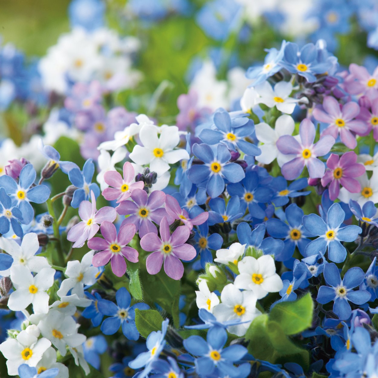 Незабудка Альпийская (Myosotis alpestris)
