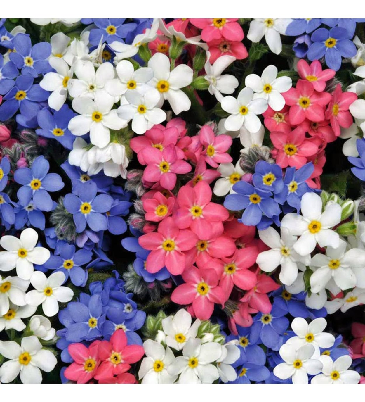 Незабудка Лесная Полянка Гавриш