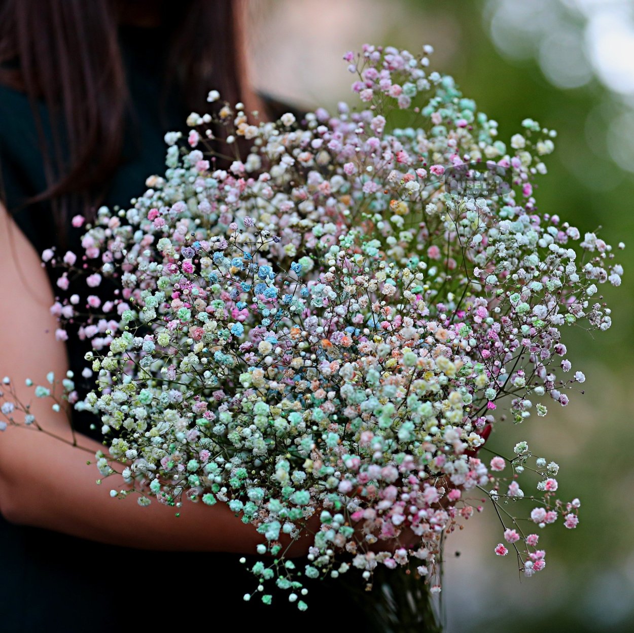 Гипсофила Экселенс