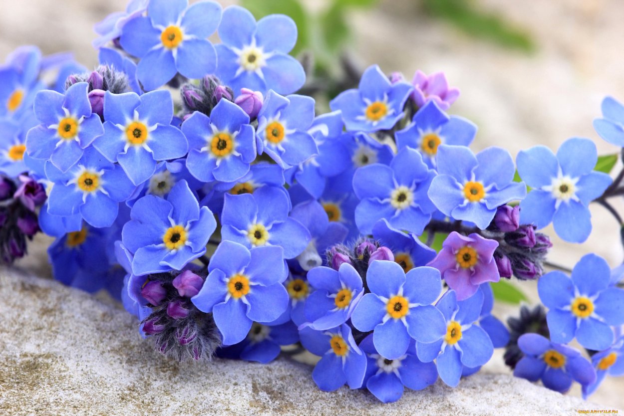 Цветок Myosotis