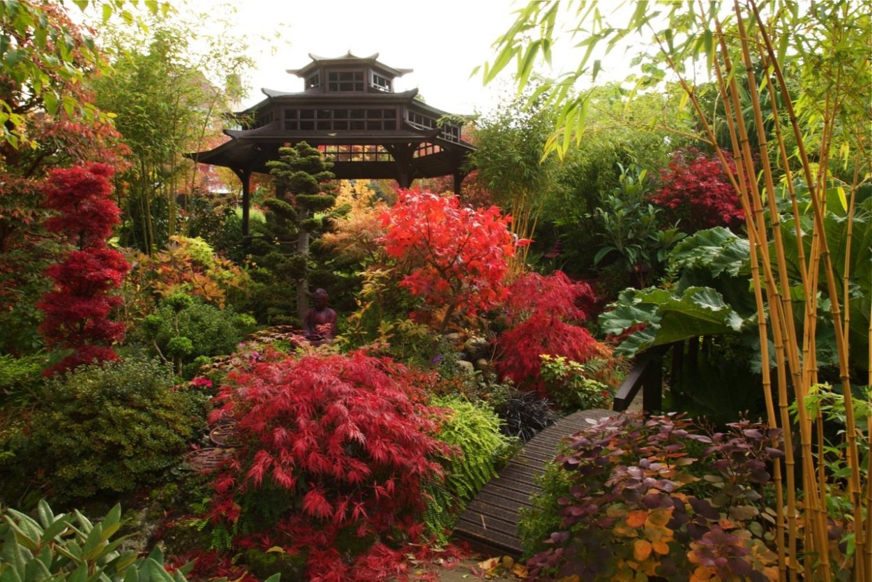 Клен японский в рокарии