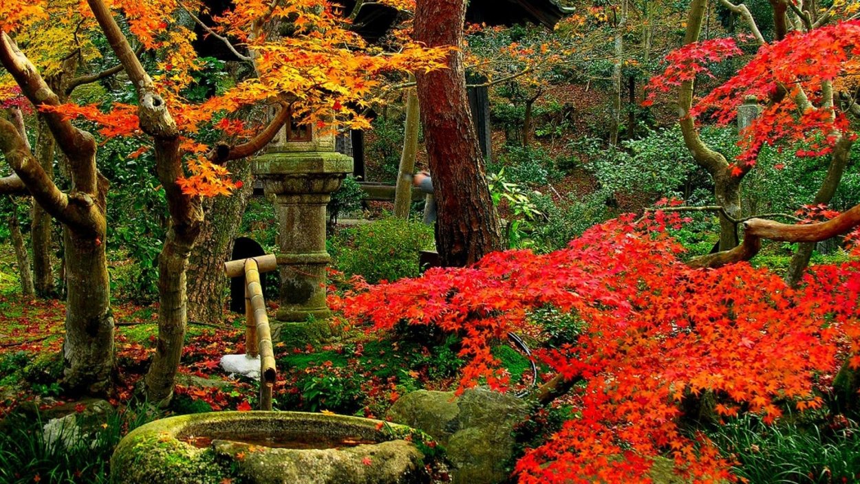 Клен пальмолистный