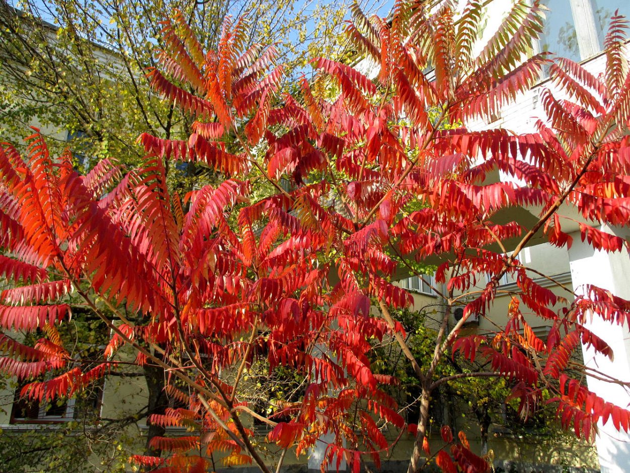 Сумах пушистый оленерогий уксусное дерево