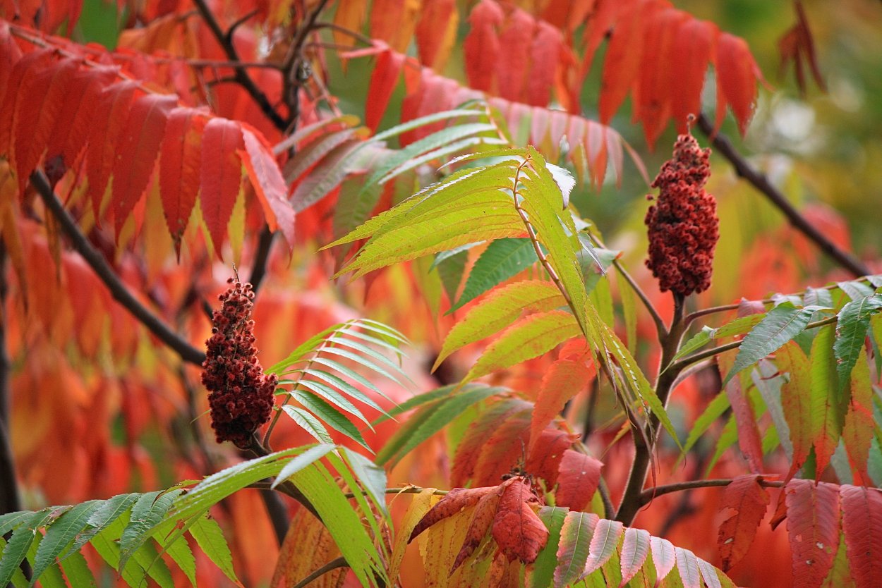 Сумах оленерогий уксусное дерево