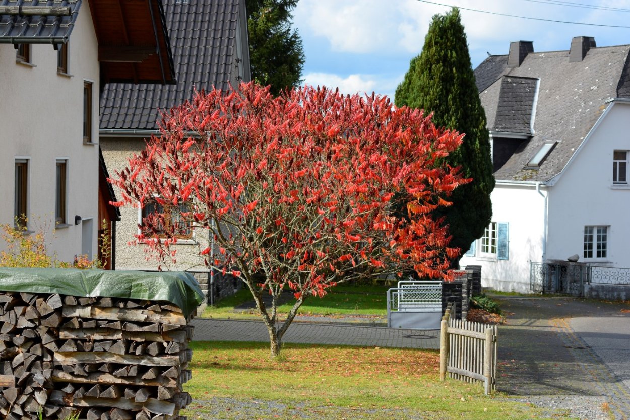 Дерево Сумах оленерогий