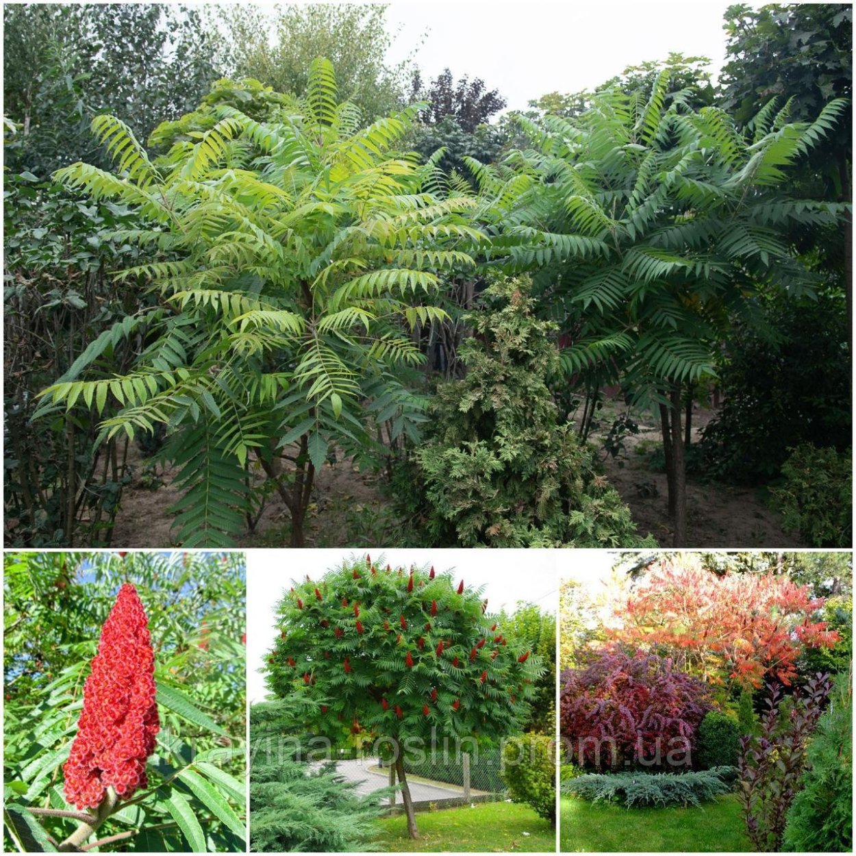 Сумах пушистый оленерогий уксусное дерево