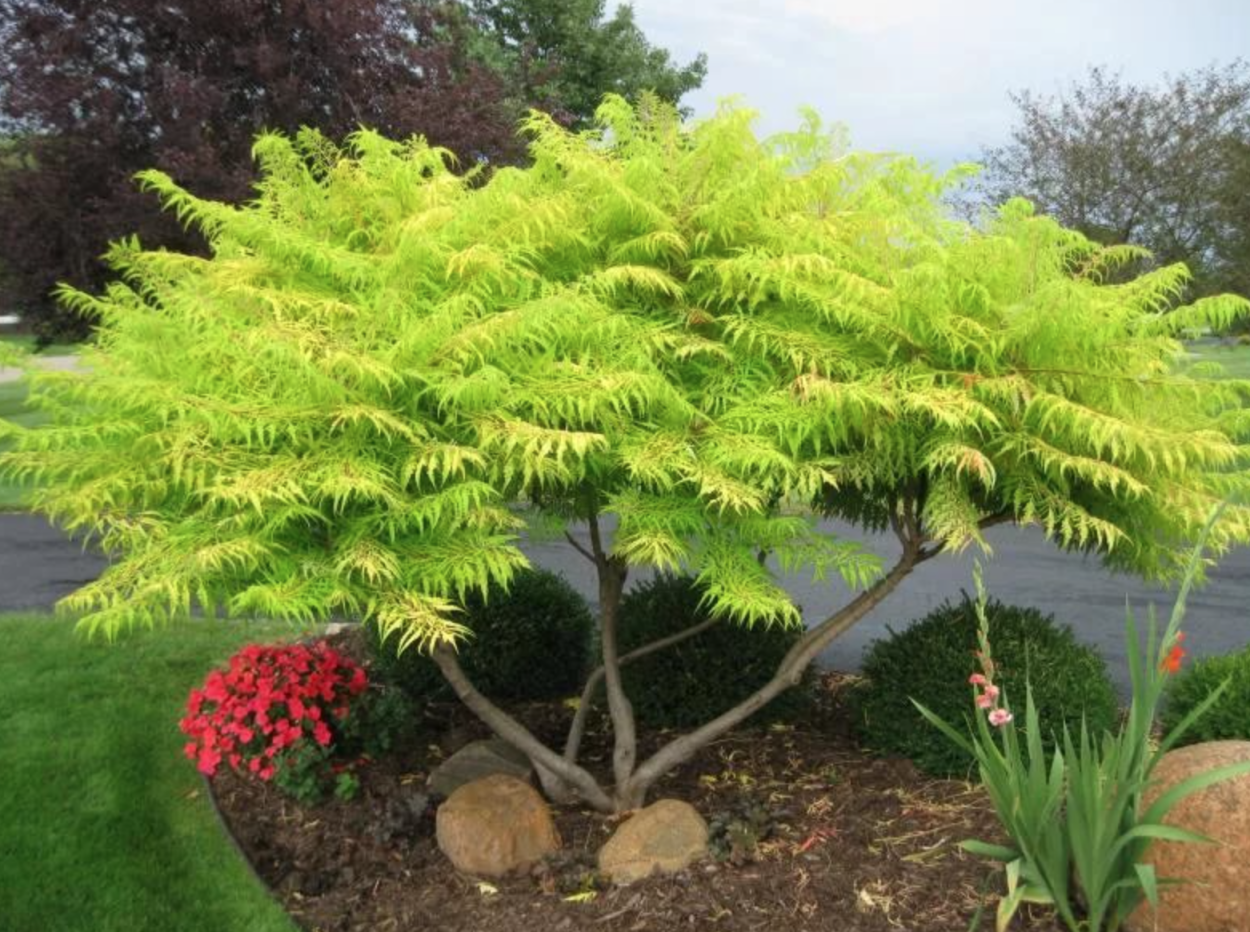 Сумах оленерогий Rhus typhina