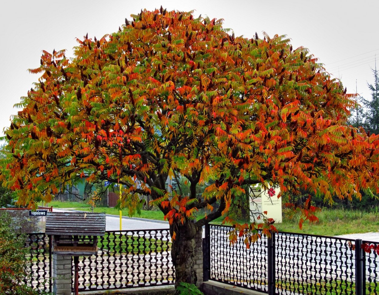 Сумах оленерогий уксусное дерево
