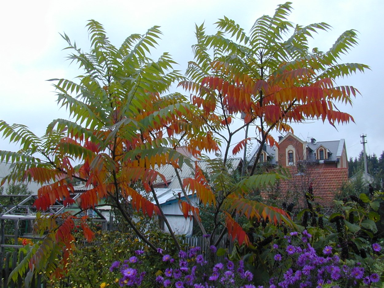 Сумах уксусное дерево