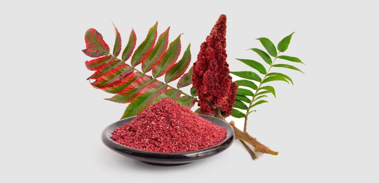 Сумах пушистый оленерогий уксусное дерево