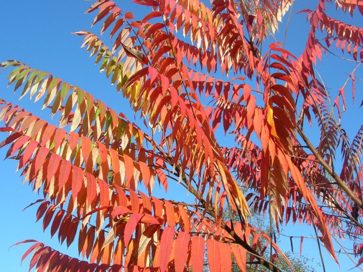 Сумах оленерогий