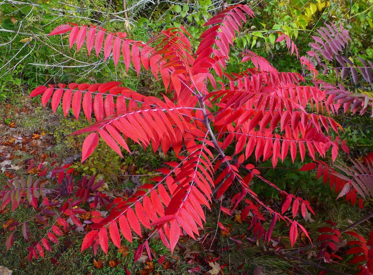 Сумах пушистый оленерогий уксусное дерево