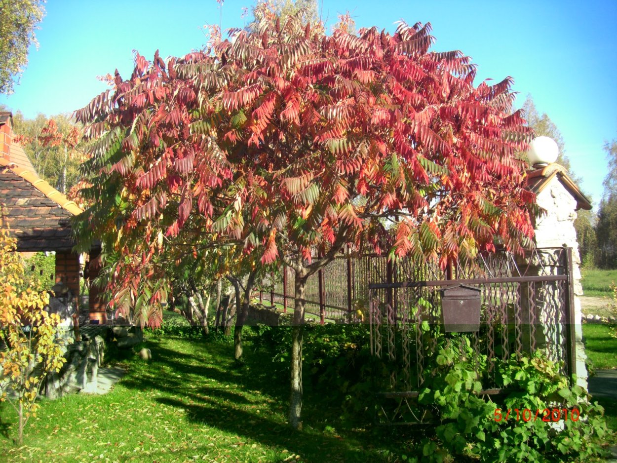 Сумах пушистый оленерогий уксусное дерево