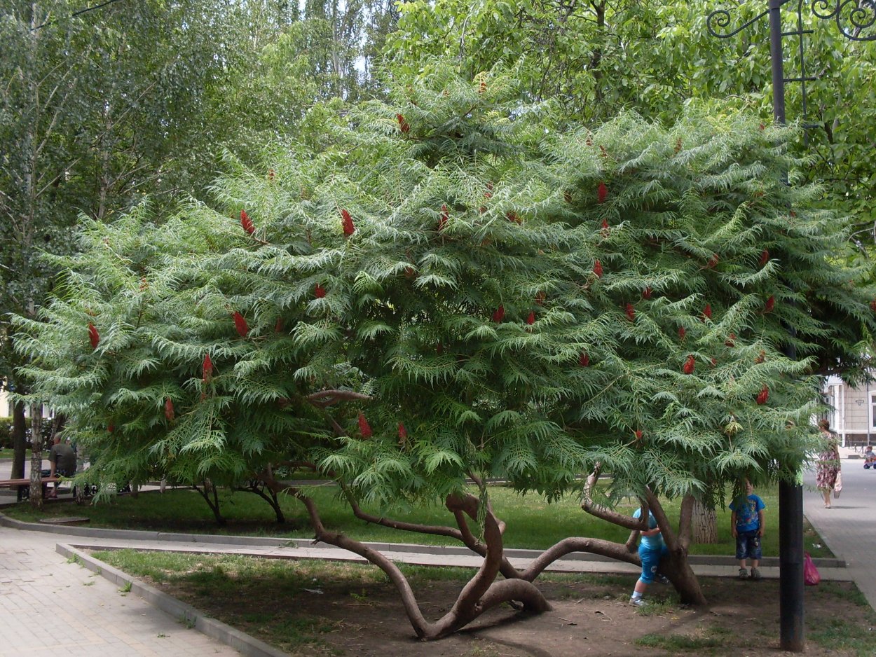 Сумах пушистый оленерогий уксусное дерево