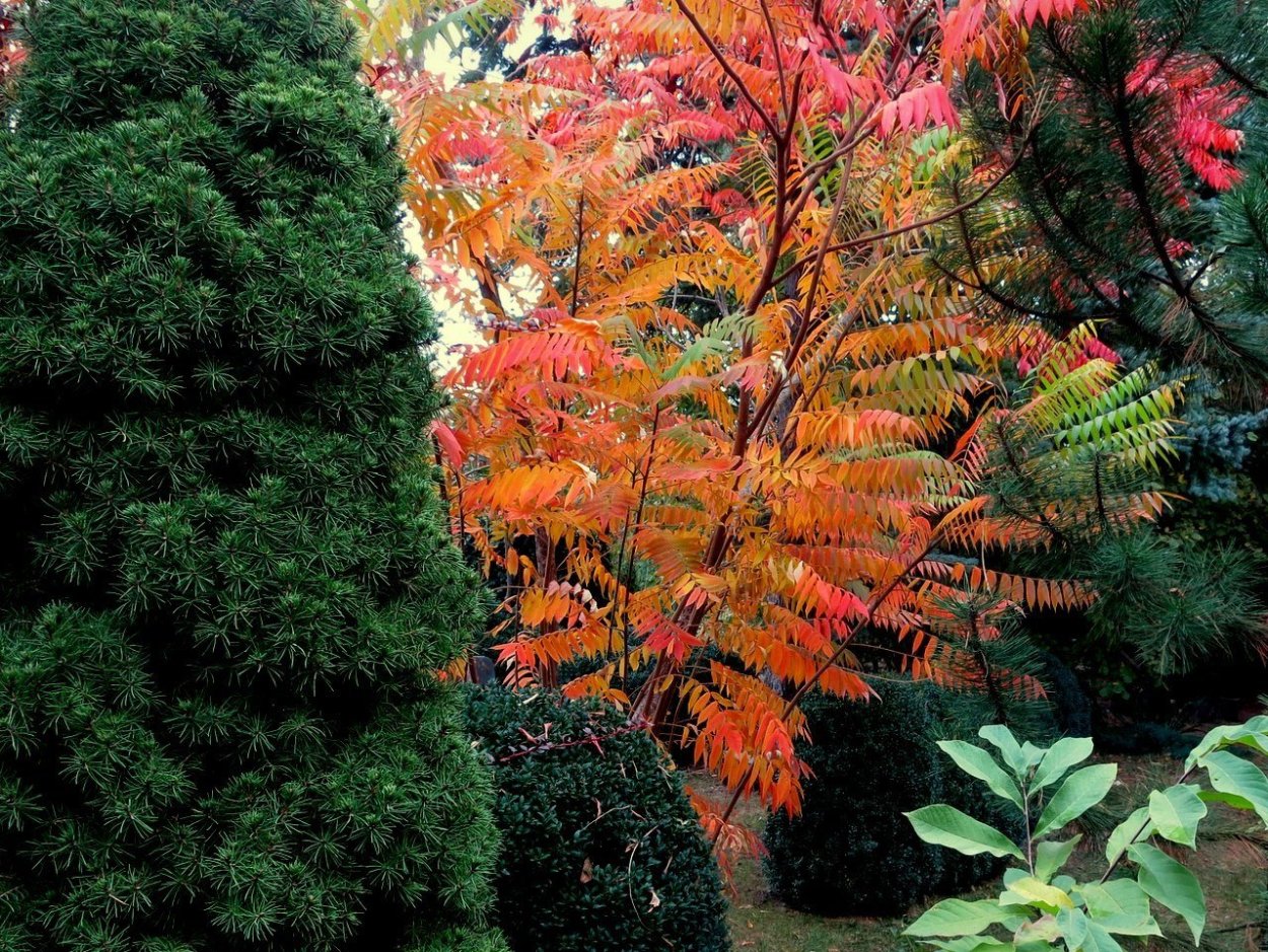 Сумах пушистый оленерогий уксусное дерево