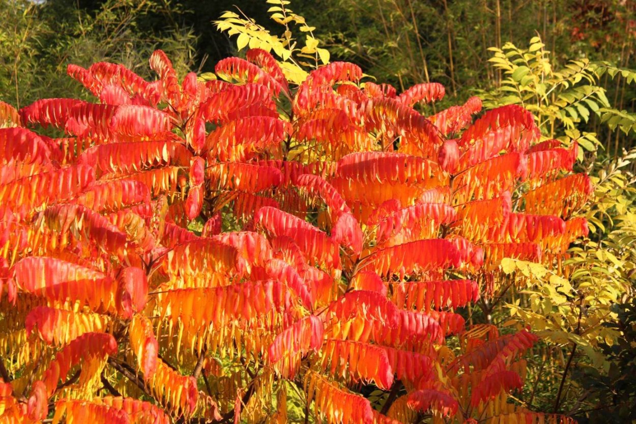 Сумах пушистый оленерогий уксусное дерево