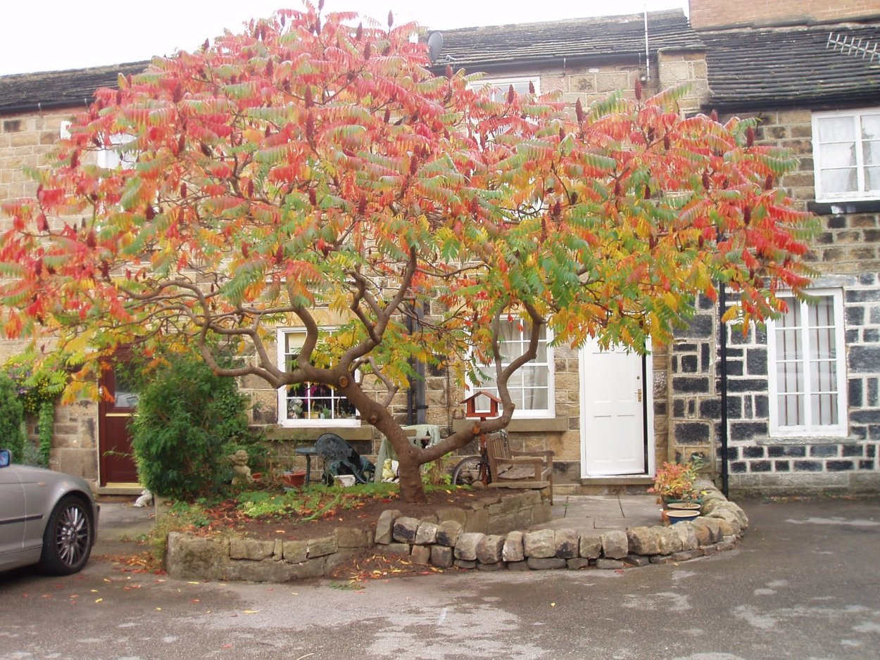 Сумах пушистый оленерогий уксусное дерево