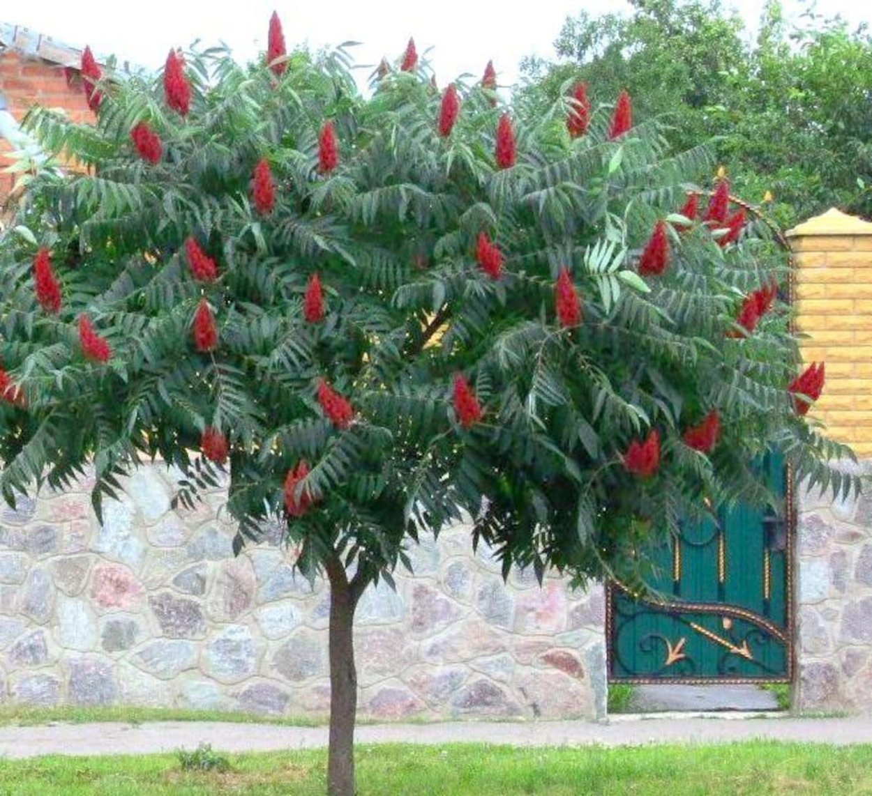 Дерево Сумах оленерогий