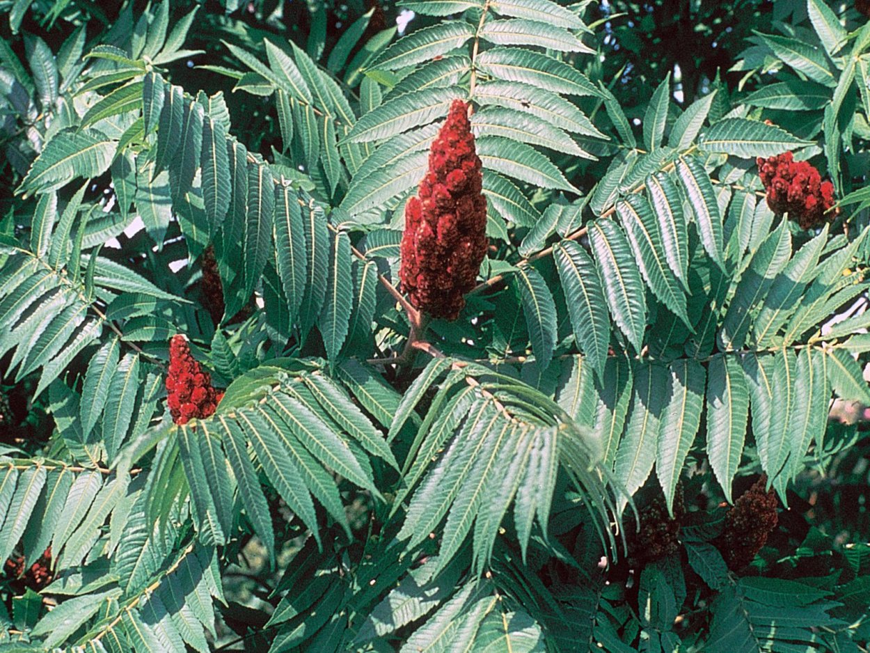 Rhus typhina dissecta