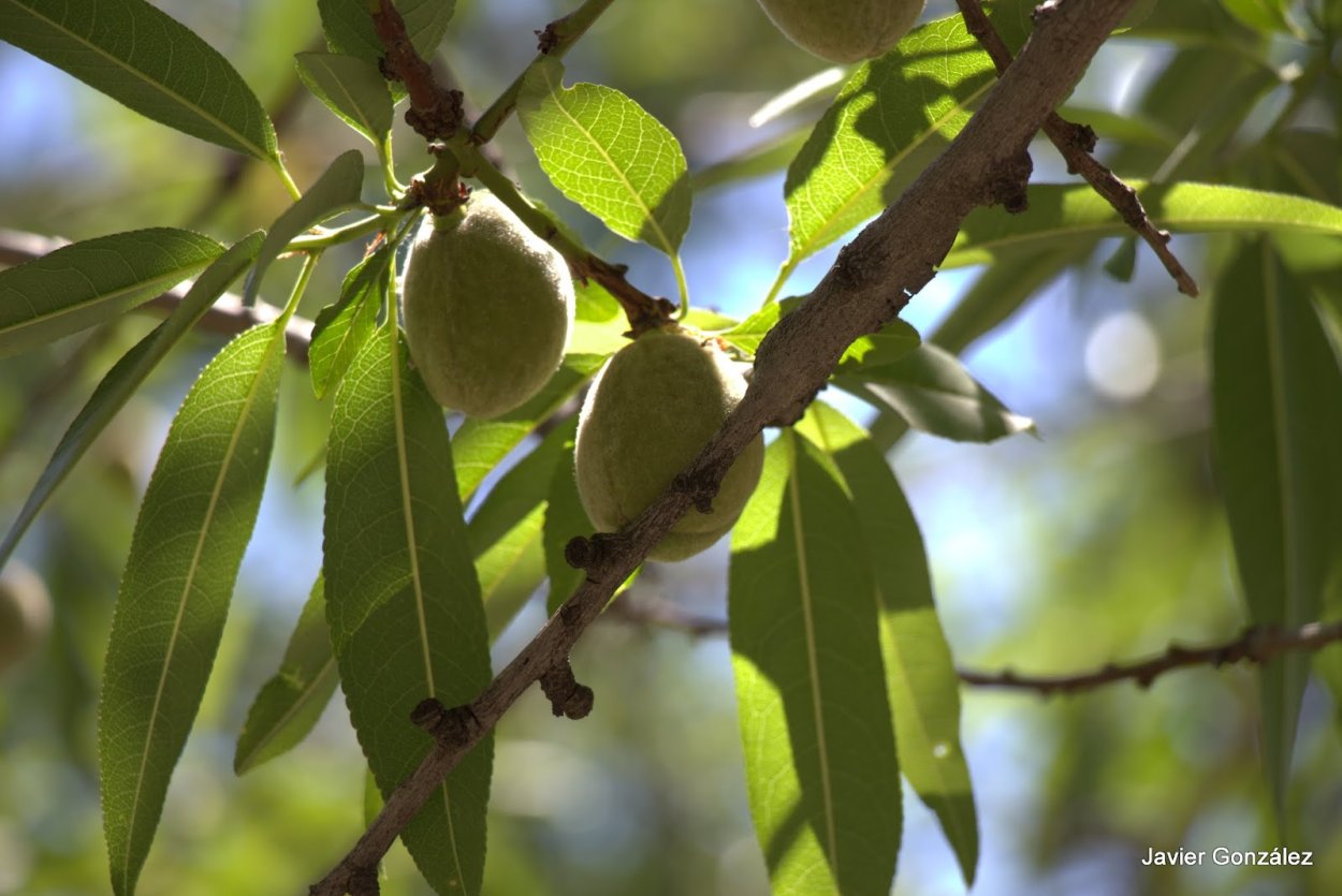 Прунус амигдалус