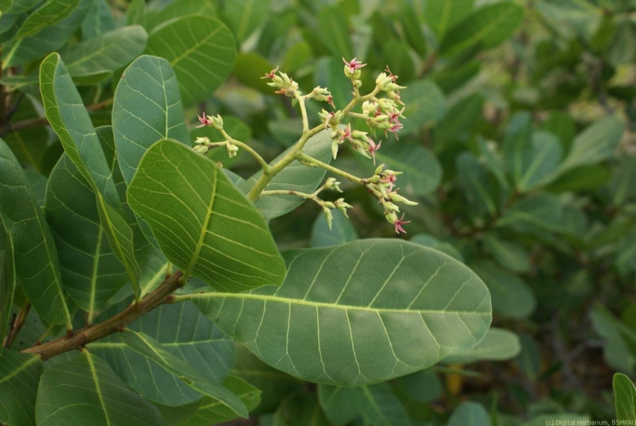 Terminalia prunioides