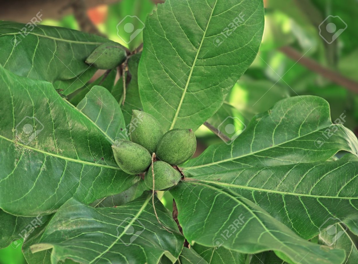 Тропический миндаль дерево
