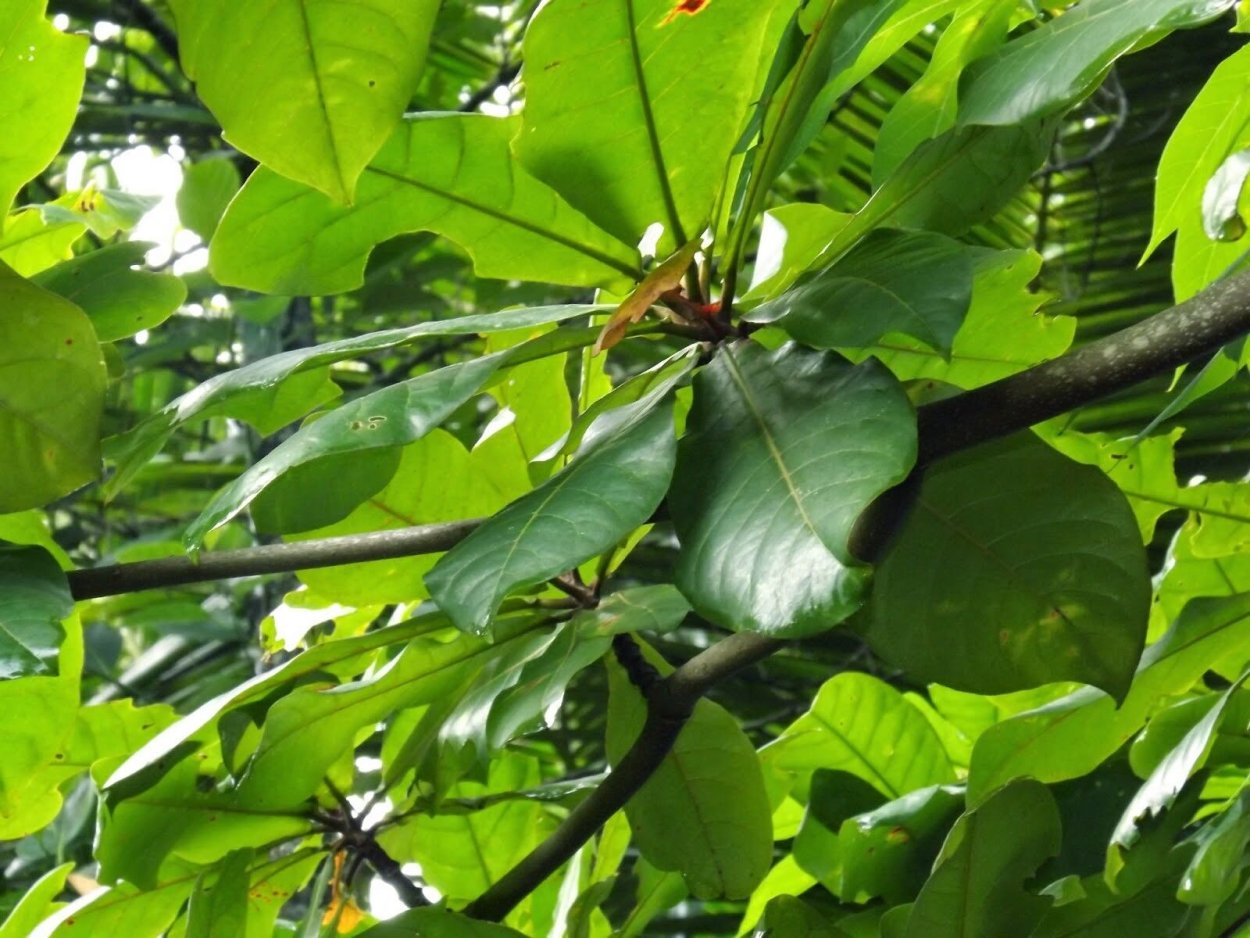 Миндаль Никитский 62