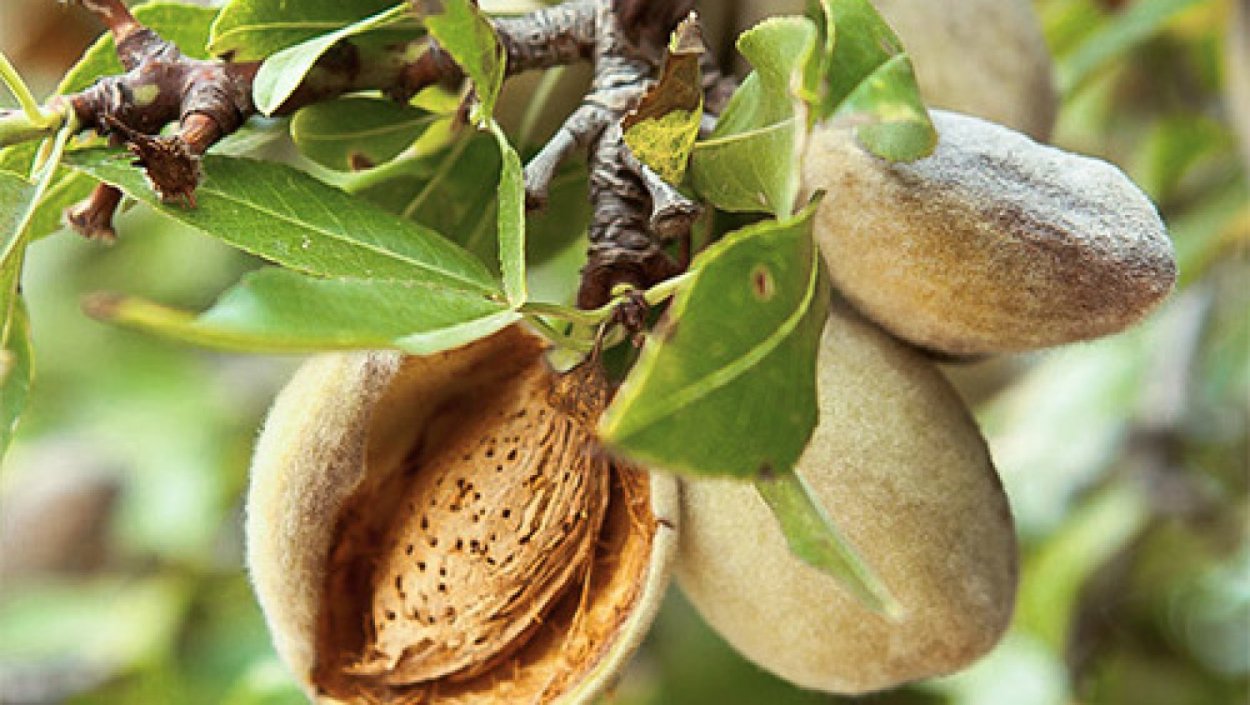 Индийский миндаль