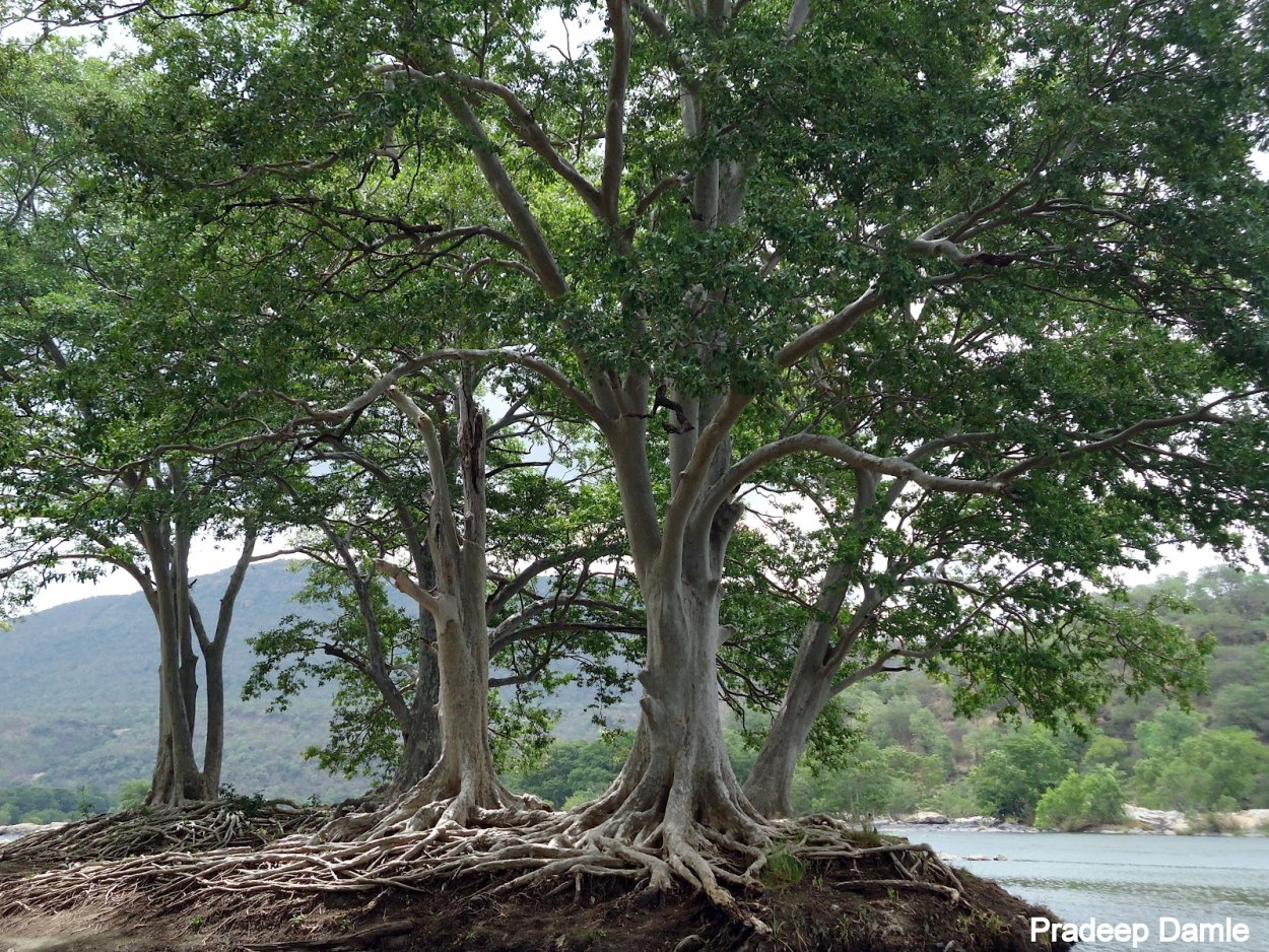 Сорт вишни тамарис