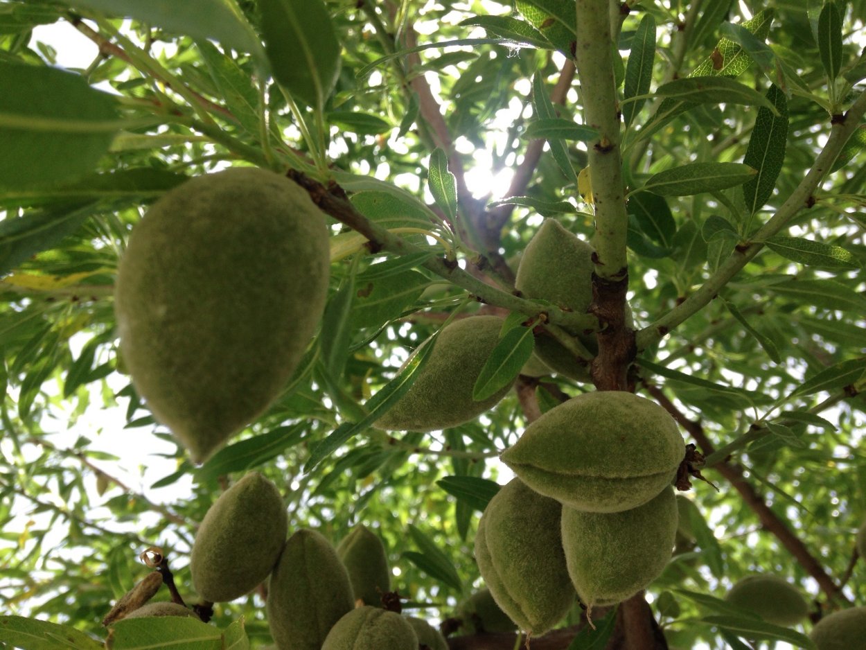 Terminalia Catappa Seeds