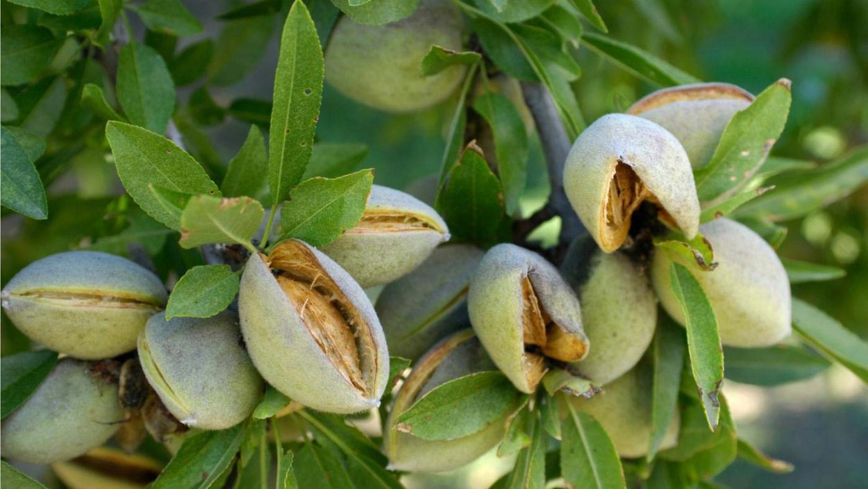 Миндаль Делон цветение