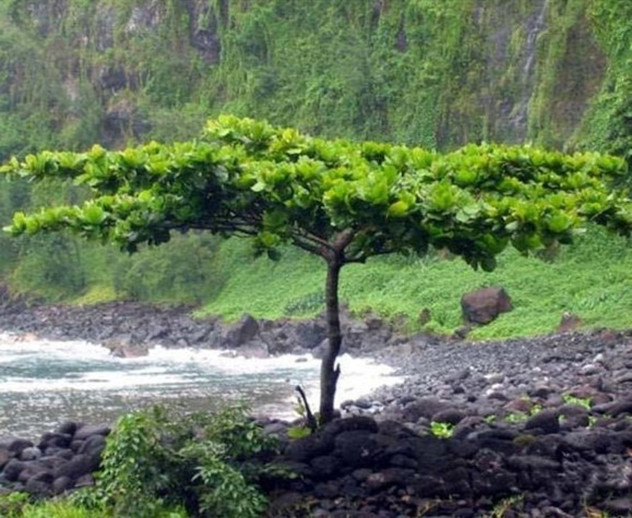 Комбретовые деревья