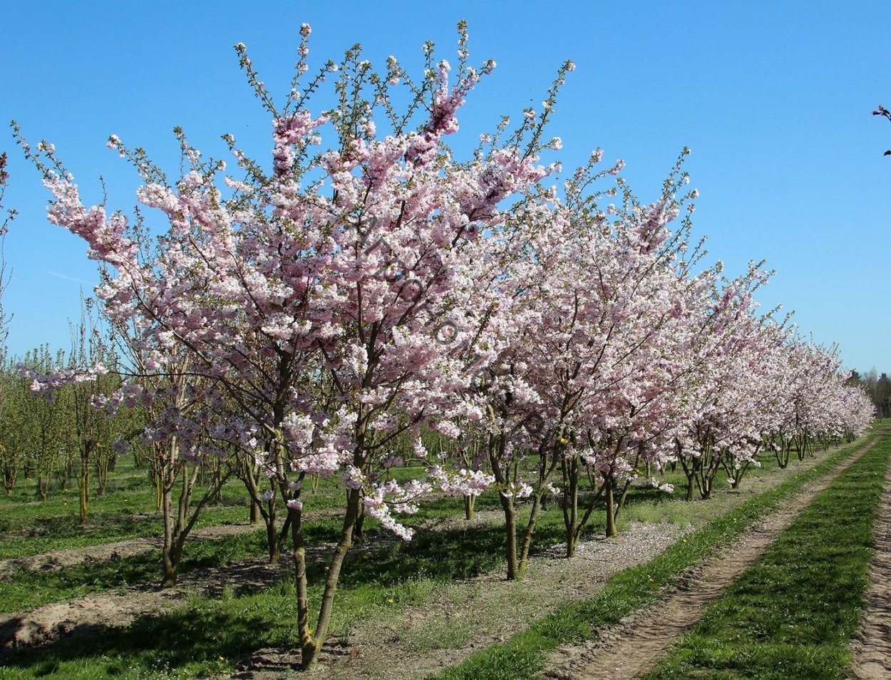 Магнолия Суланжа Рустика Рубра