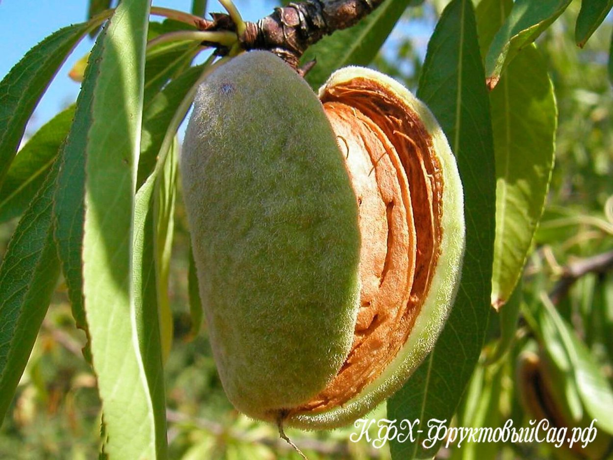 Таблица замачивания орехов