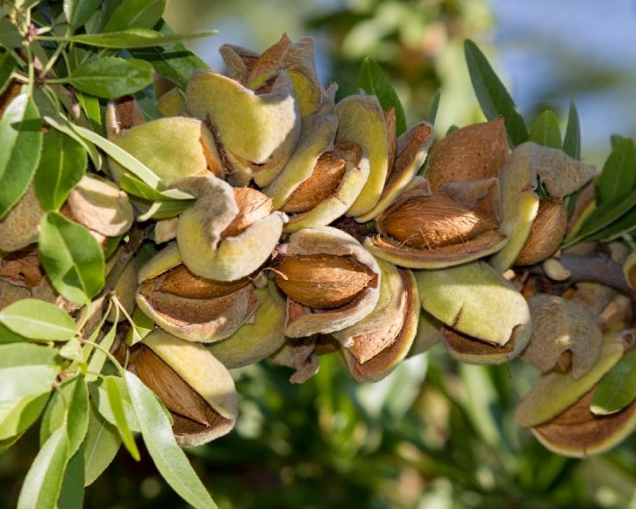 Цинк в миндале