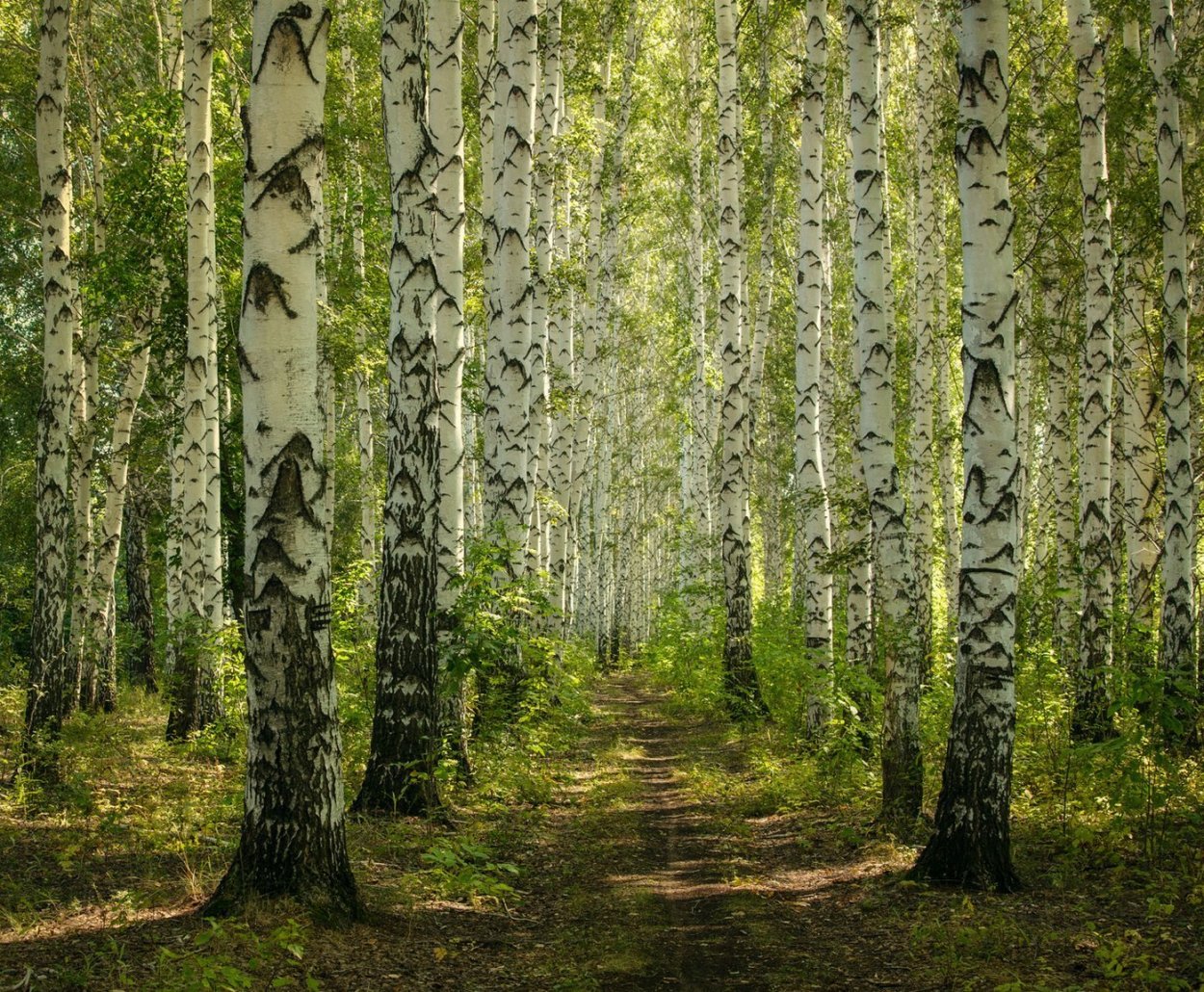 Березовая роща Томск